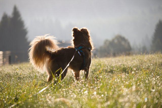 Hund steht aufmerksam auf einer Wiese und beobachtet seine Umwelt