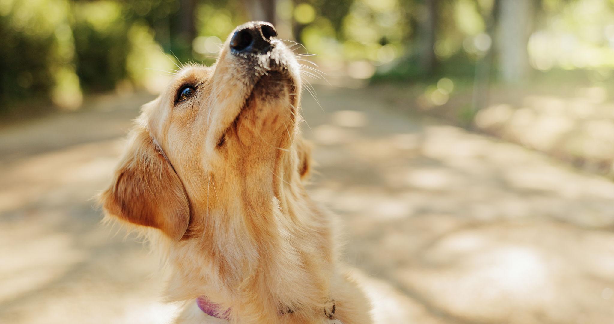 Hund nimmt aufmerksam Gerüche aus seiner Umgebung wahr